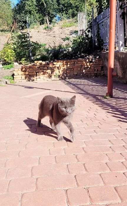 віддам кота в добрі руки
