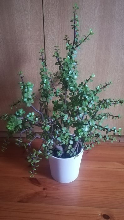 Kaktusy /sukulenty drzewko szczęścia