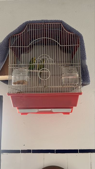 [Reservados]Vendo casal de periquitos