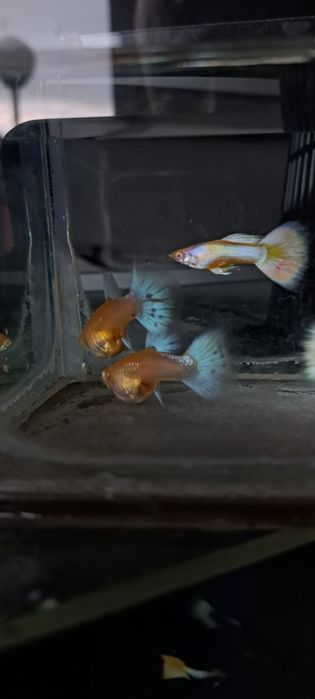 Gupiki albino tuxedo czysta linia 20 szt