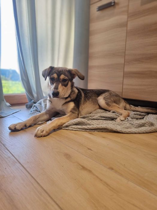 Półroczny Silver poleca się do adopcji