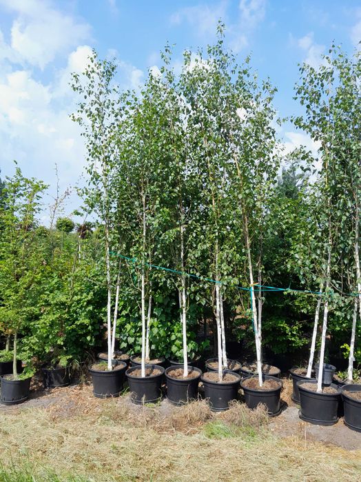 Brzoza Doorenbos, Youngii, Dalecarlica,Purpurea,Aurea, 2-3m,4m.