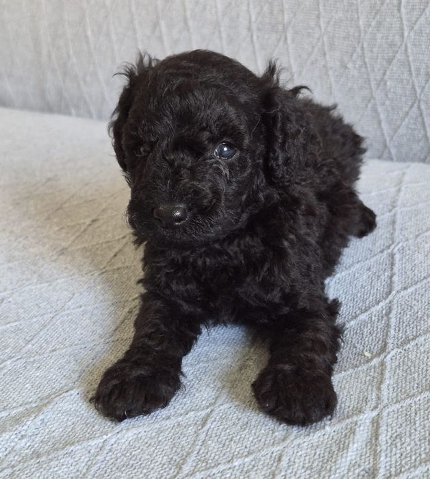 Caniche toy macho