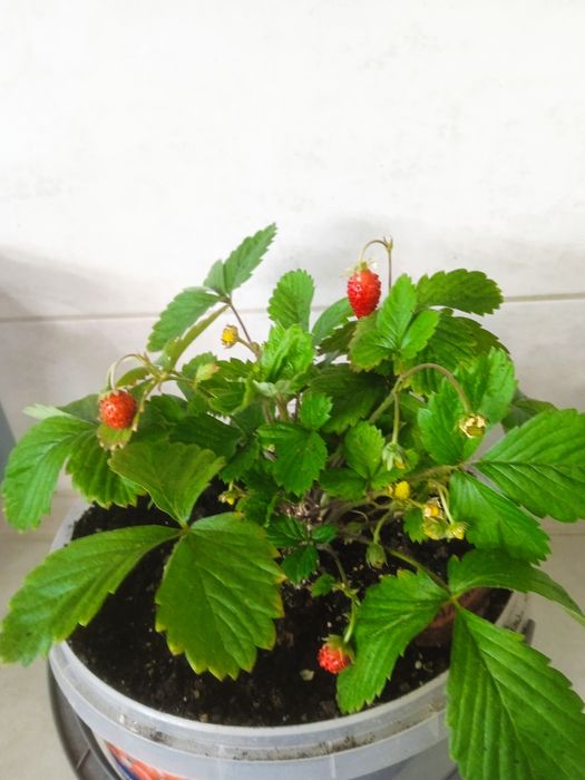 Суниця ремонтантна самозапильна 6 сортів