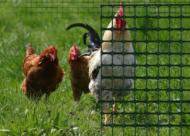 Siatka rabatowa ogrodzeniowa zielona 0,4x50m krety