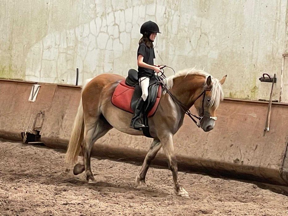 Égua palomina 4 anos