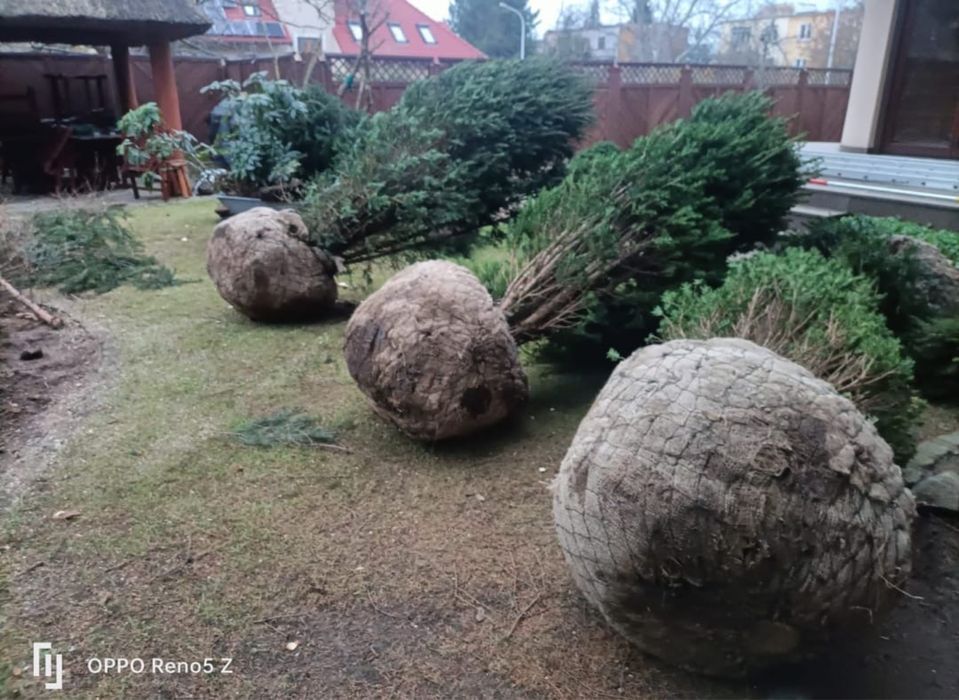 Sadzenie drzew nasadzenia zastepcze ogrodnik wycinka drzew formalnosci