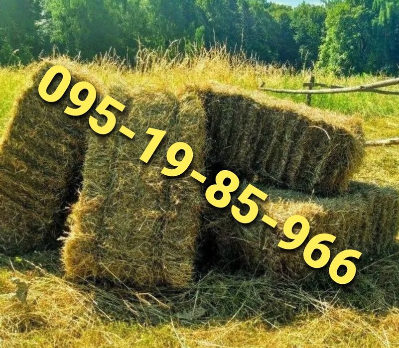 ‼️СІНО З БЕЗКОШТОВНОЮ ДОСТАВКОЮ  в тюках мешках, сено (могары и др виды)‼️