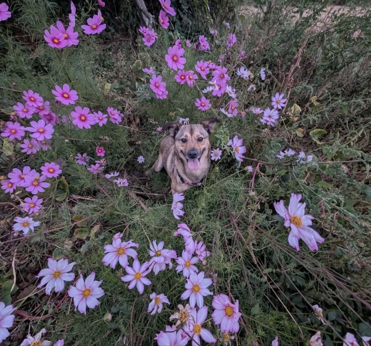 Cadelinha para adoção responsável