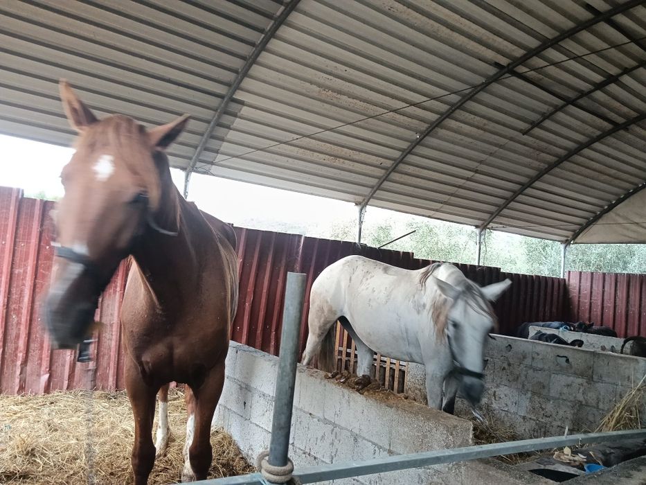Venda de 2 cavalos 4000€