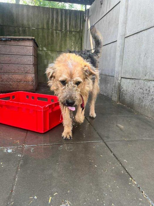 Brutus szuka domu, wspaniały terrier