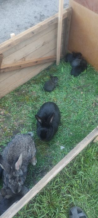 Кролики молодняк