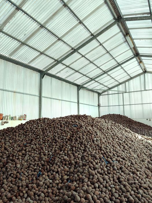 Enxertia de Pinheiros Mansos