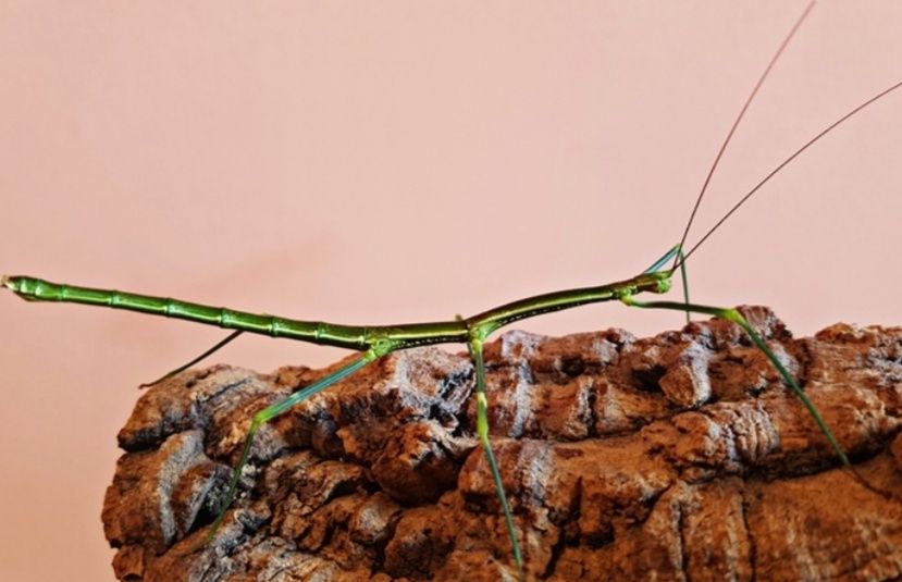 lonchodiodes sp. “ilocos” Паличник богомол