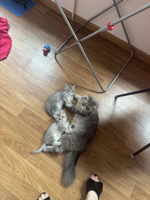 Шотландские котята