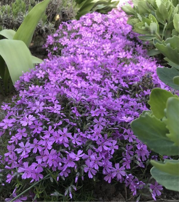 Флокс шиловидний