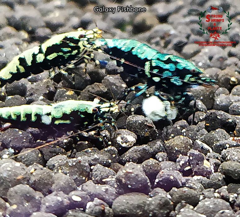 Krewetki Caridina Galaxy Fishbone Mid ZAMIANA GRATIS PROMOCJA