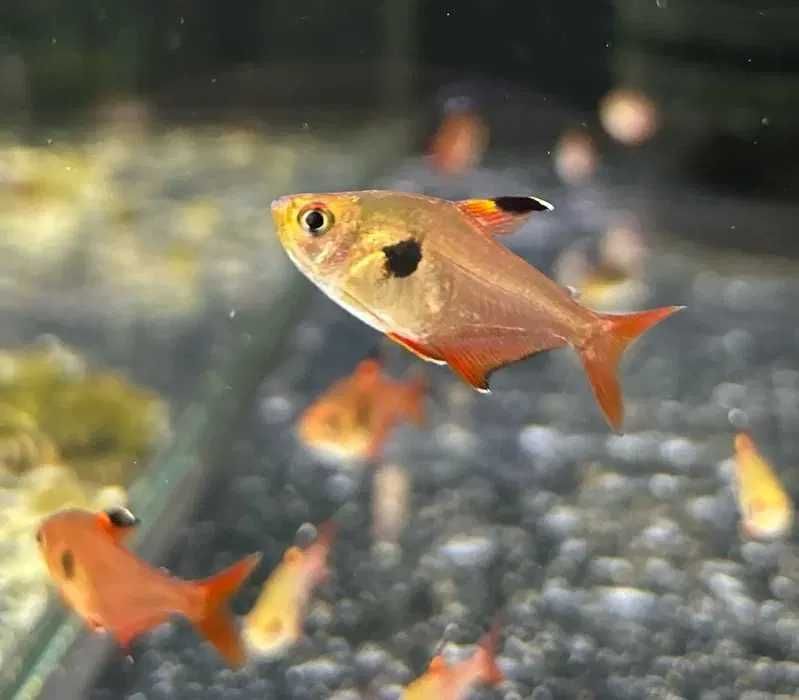 Bystrzyk Fantom Czerwony - Tina Zoo Gliwice Jasna