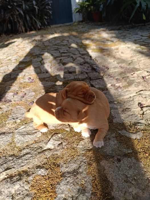 Cachorros para adoção