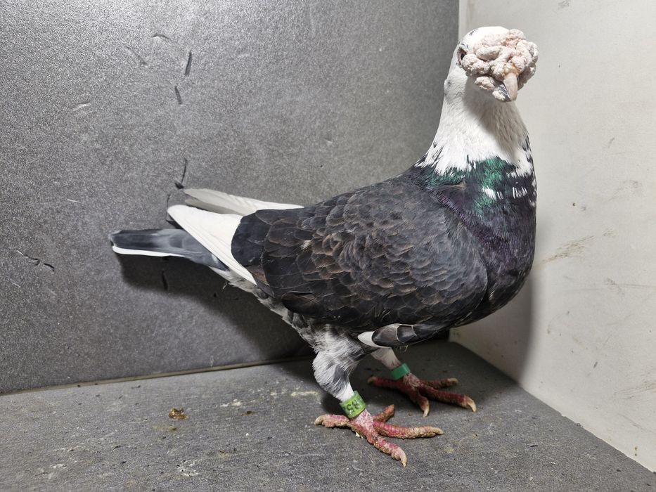 Gołębie staropolskie