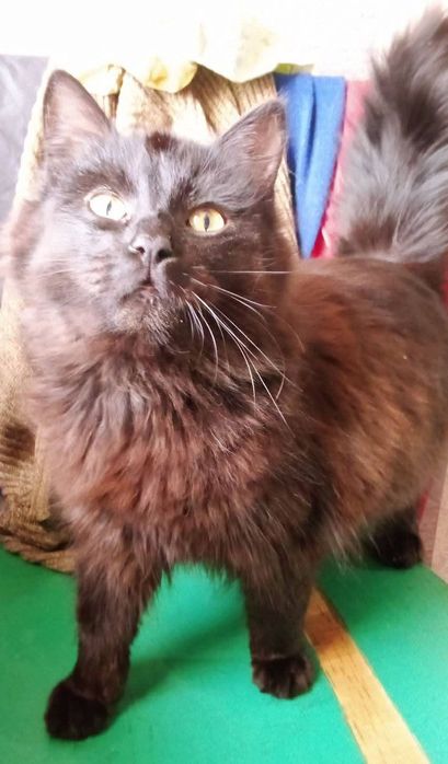 Кот 10 месяцев кастрированный