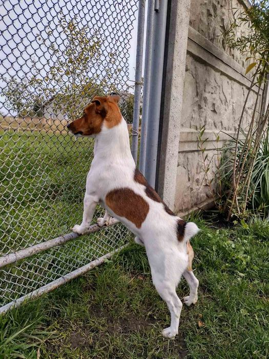 Джек. Івано- Франківськ