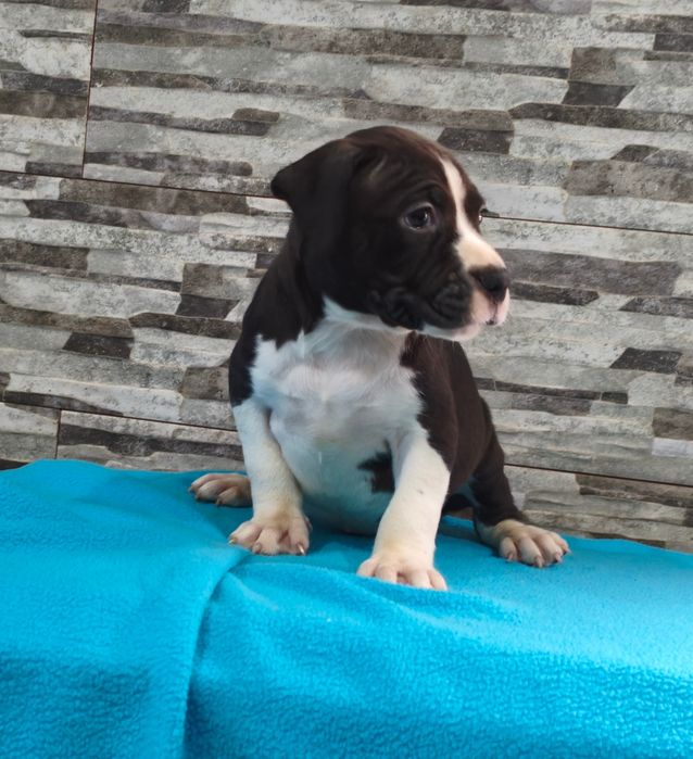 American Staffordshire Terrier Macho