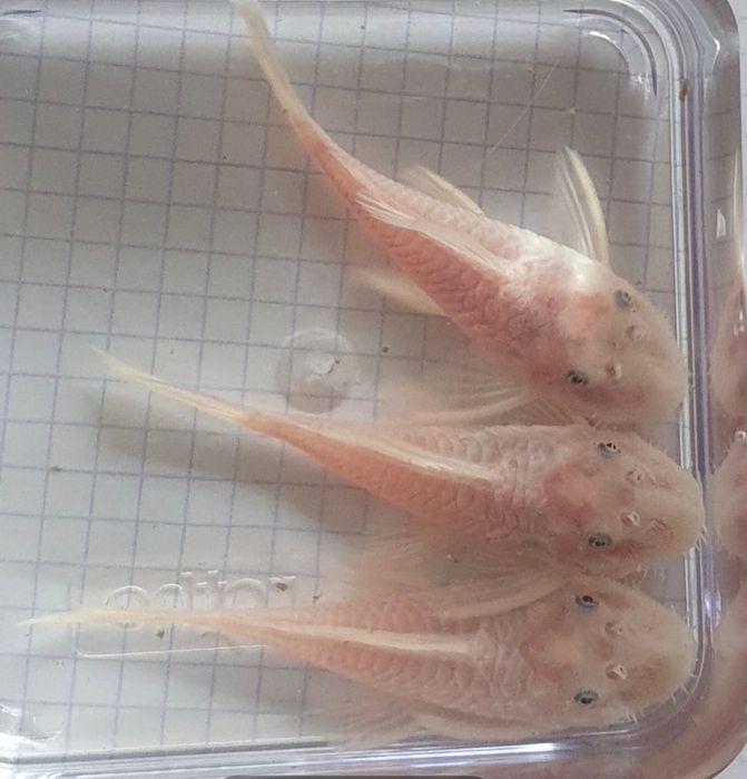 Snow White L144 Ancistrus PARA  Wysyłka