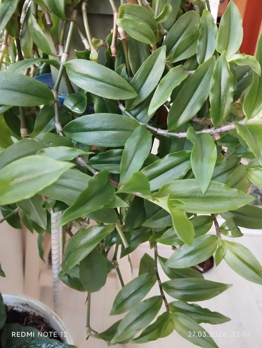 Отдам излишки комнатных растений