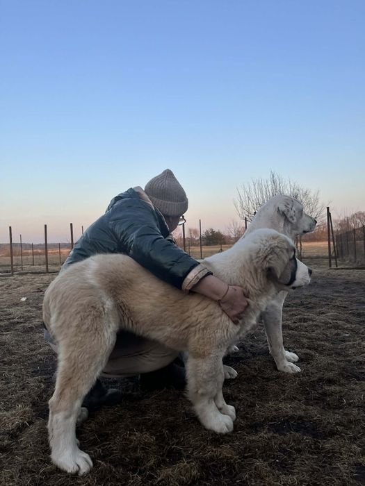 Szczeniaki Środkowoazjatyckie na sprzedaż