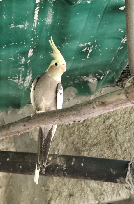 Duas Caturras disponíveis