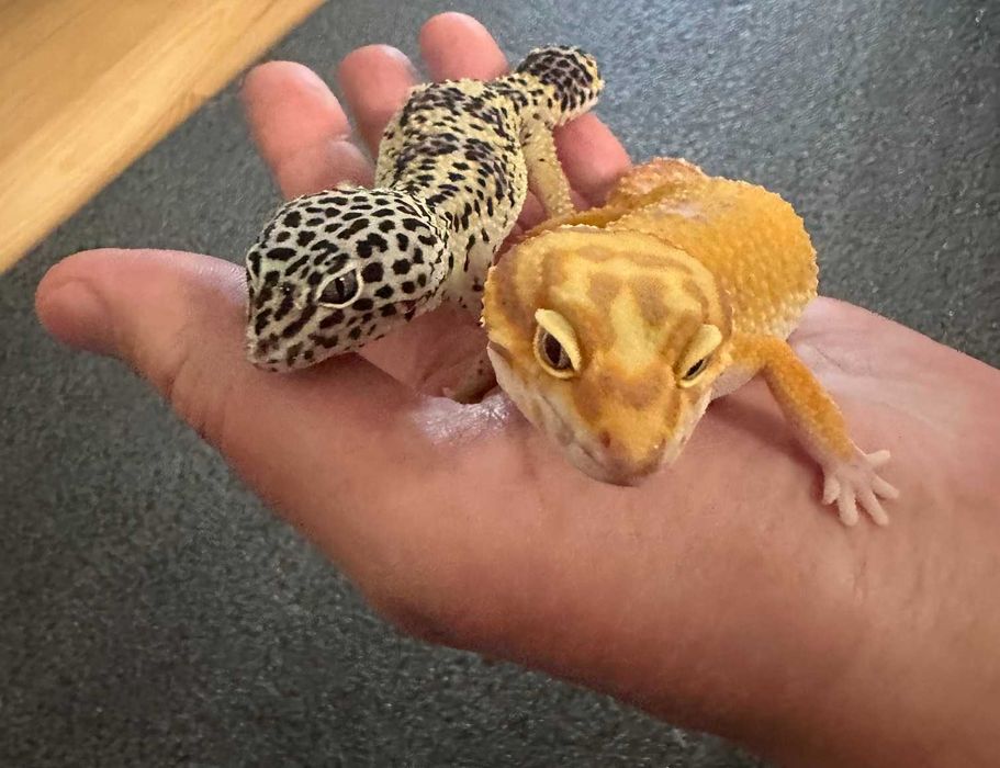 2 Gekony Lamparcie samiczki + gotowe terrarium 80 x 40 x 40