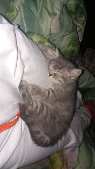 Віддам у добрі руки кішку