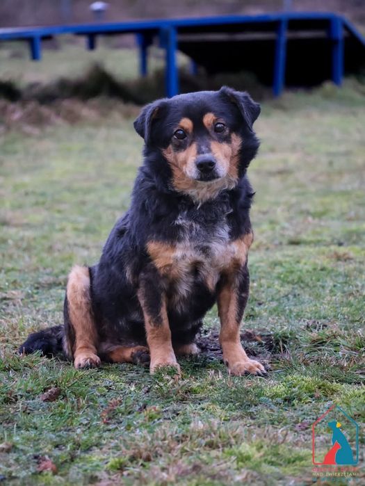 Żabcio 568/24 - SZUKA DOMU!