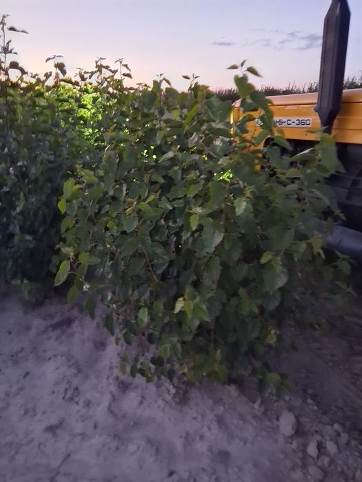 klon zwyczajny  modrzew klon jawor morwa Podkładka do szczepienia