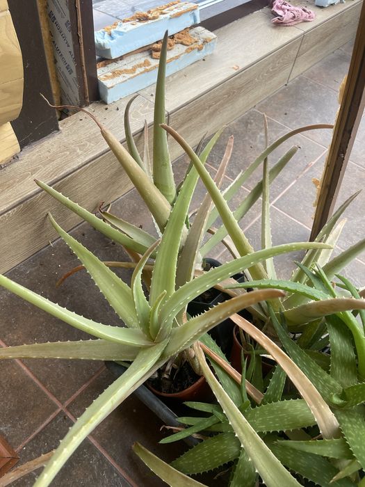 Алое вера, лікувальний промисловий сорт