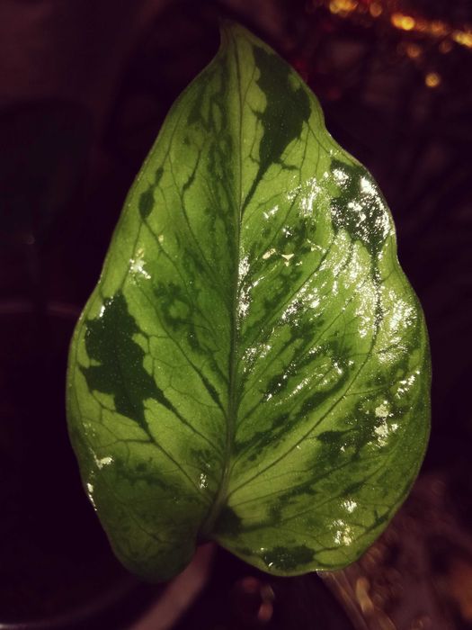 Epipremnum Pinnatum Victory Variegata albo monstera philodendron