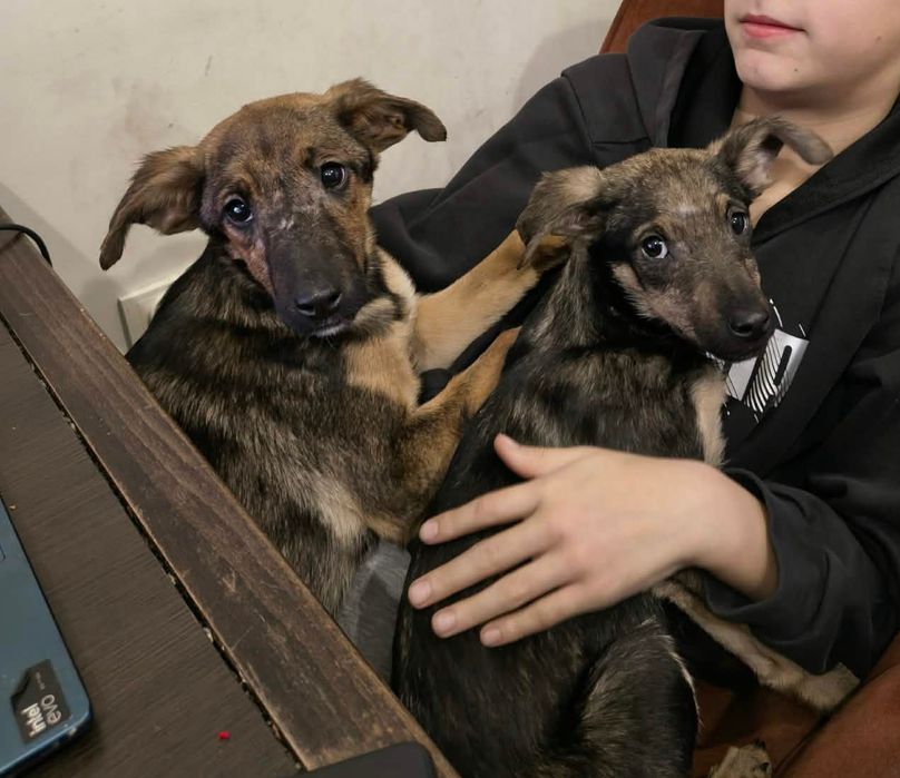 szczeniaki, sunie do adopcji