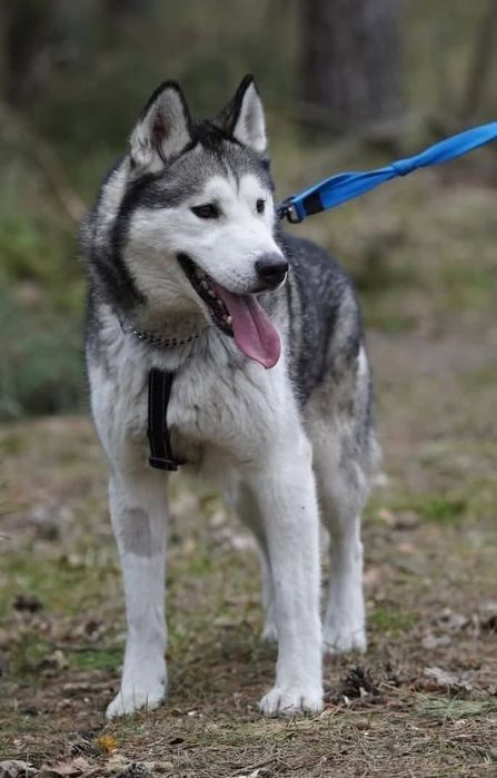 Charlie - husky malamut do adopcji!