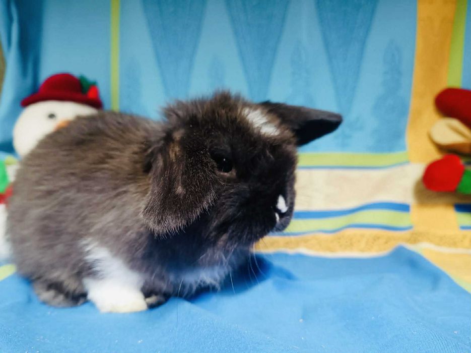 Sprzedam króliczki mini loop mini lop niebieskookie białe puchate