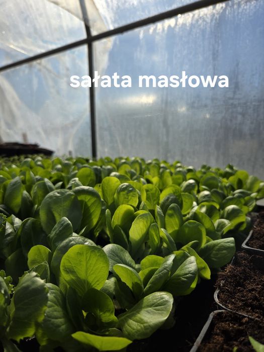 Sprzedam rozsady warzyw