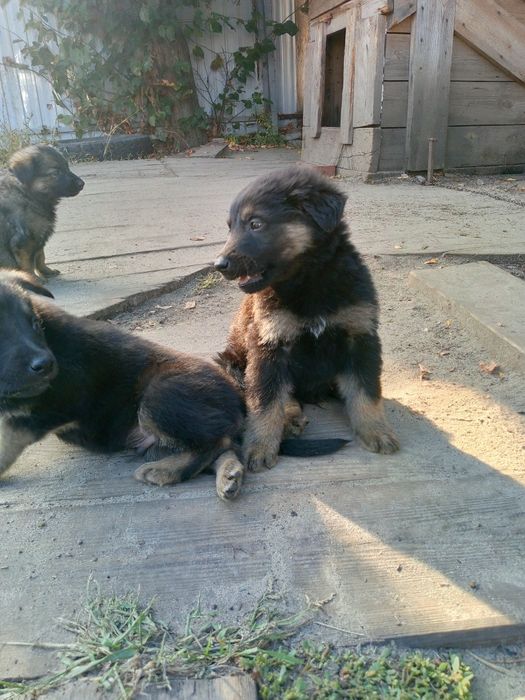 Срочно продаётся чистокровная немецкая овчарка