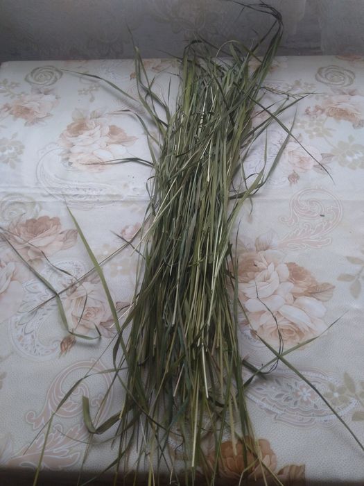 Продам зубровку душисту