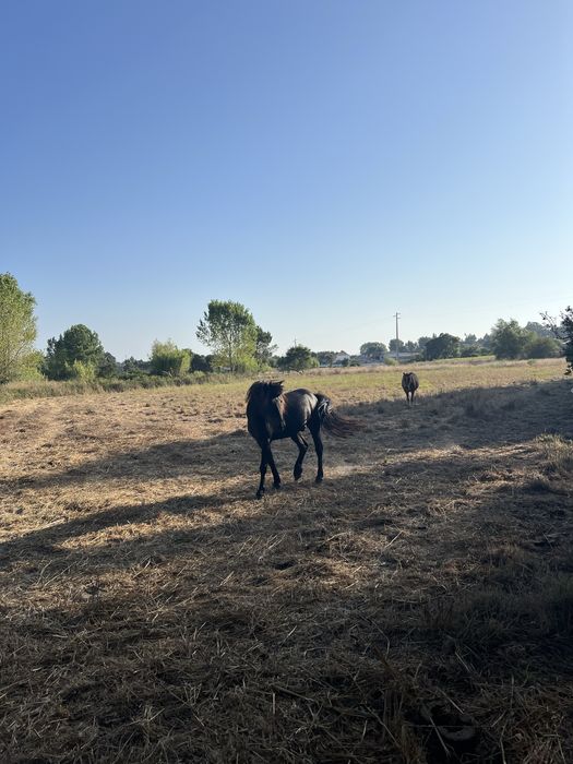 Ponei adulto atrelado e montado
