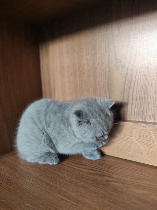 Шотландський прямовухий кіт