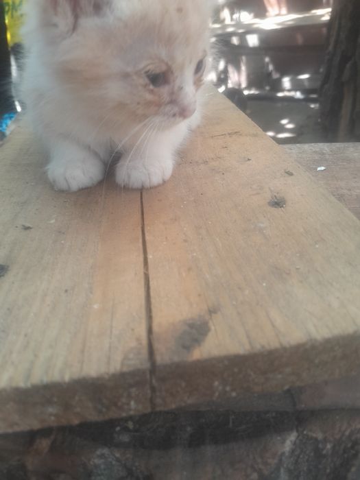 Котята милые, игривые