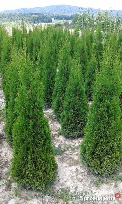 Tuja tuje szmaragd thuja  thuje smaragd