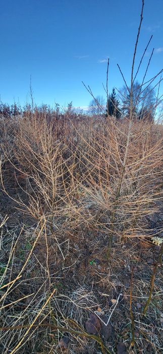 Modrzew europejski do nasadzenia  , na podkładkę 150-200cm