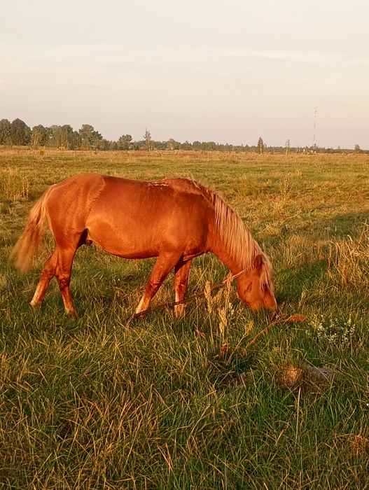 Продам жереба три года