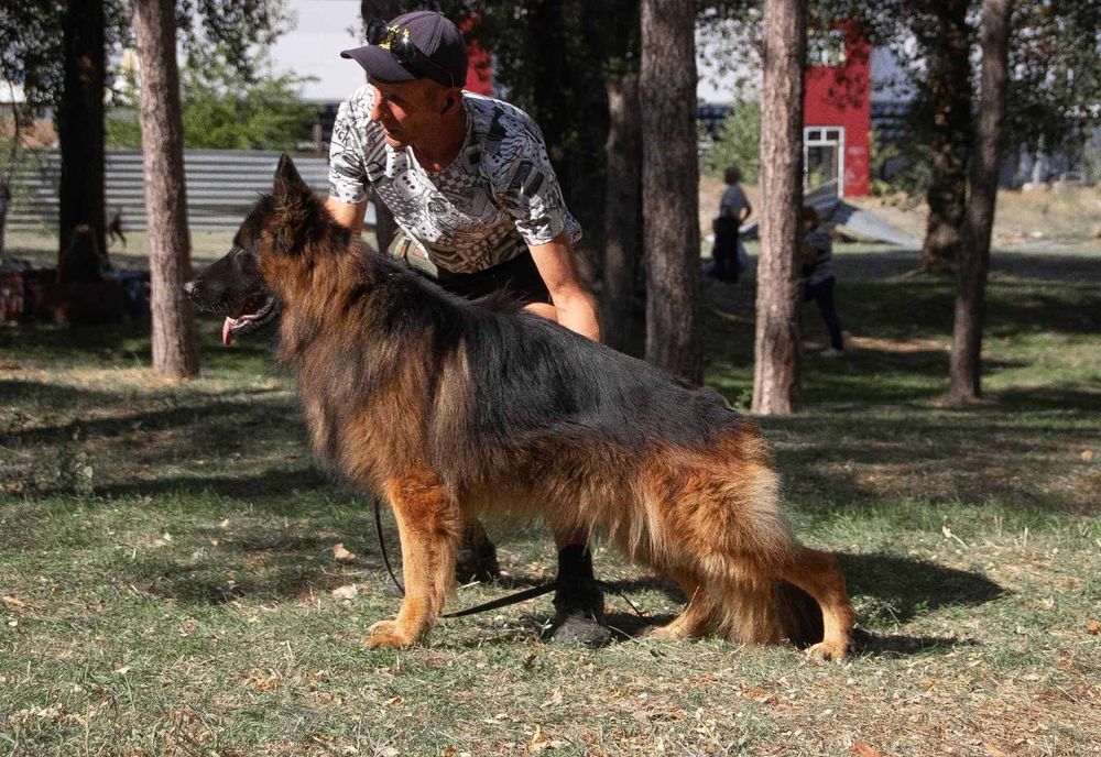 Немецкая овчарка длинник